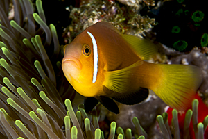 Amphiprion nigripes